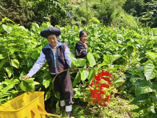 li-su 我州1名护林员荣获云南省2025年度“十佳生态护林员”