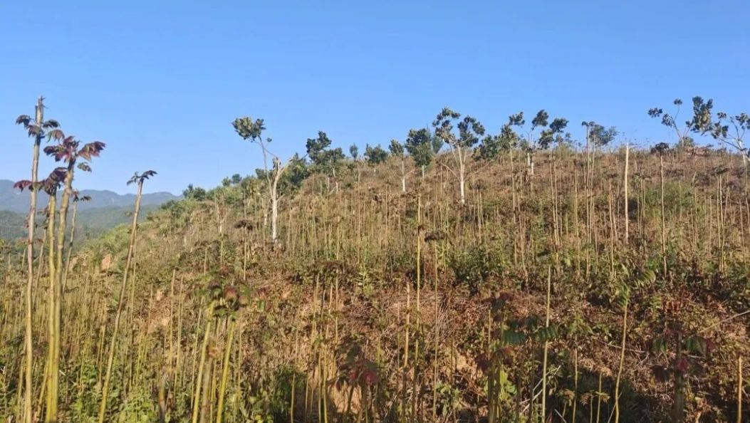 乡镇之窗 | 香椿：来自春天的呼唤