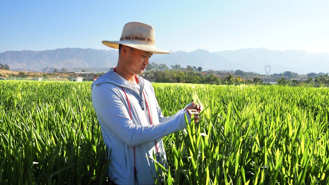 观云台 | 云南这个县 保障青藏高原八成青稞用种需求