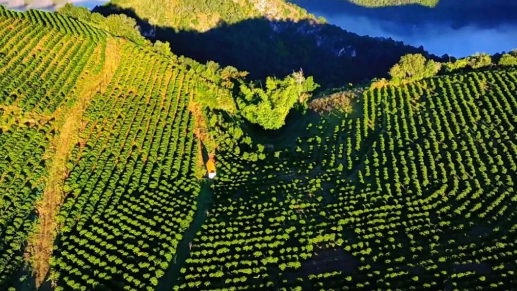 新春走基层丨发往香港！3.05吨临沧咖啡“云签发”出口