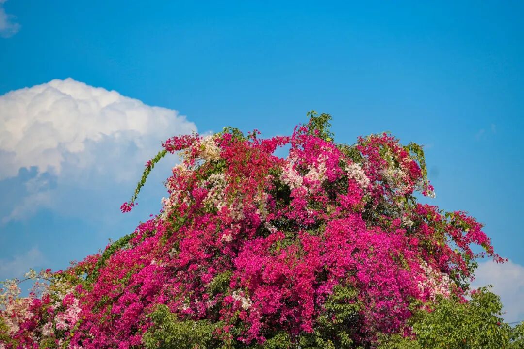 拿走不谢！芒市“刷爆”朋友圈的三角梅打卡攻略