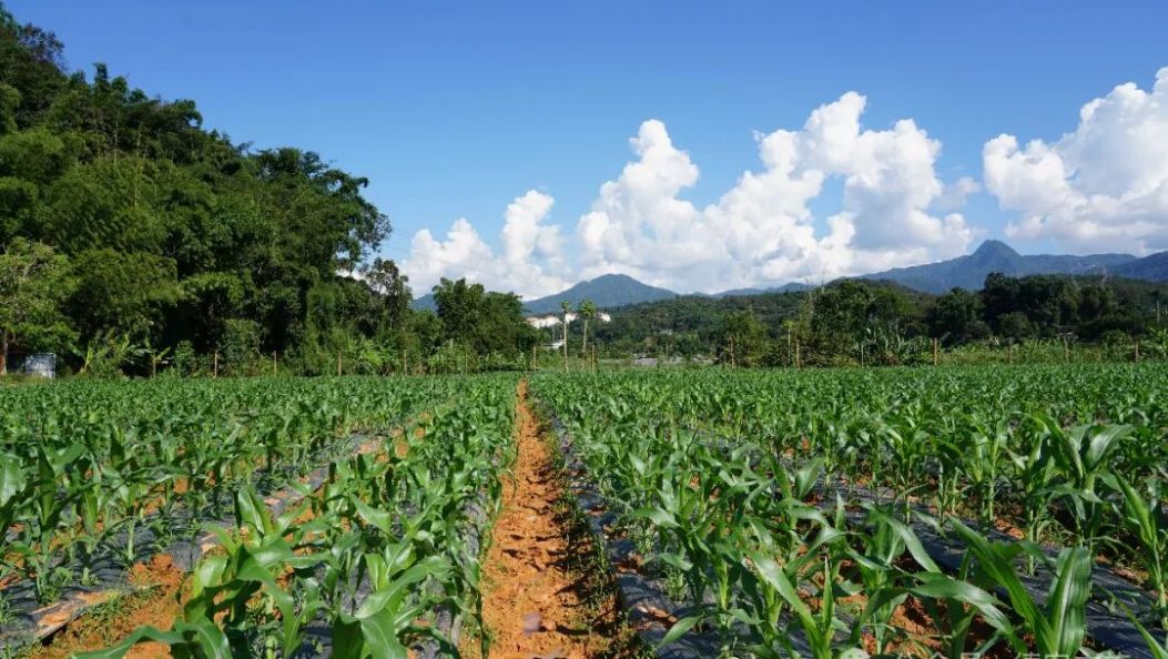 德宏：“廉”风护航“金玉满堂”