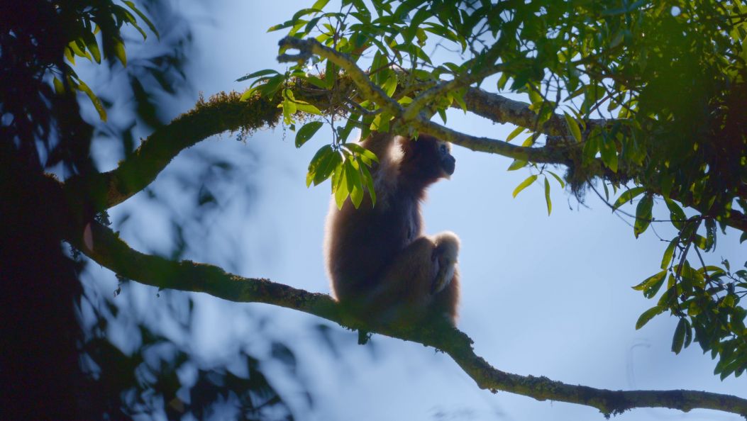 2026新春走基层|雨林深处守猿鸣
