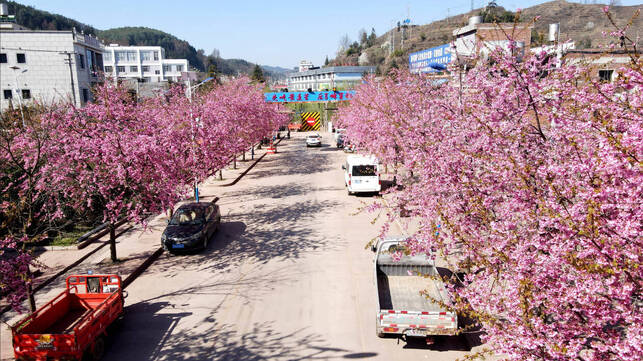 宣威市乐丰乡：樱花绽放春意浓 一路繁花一路景