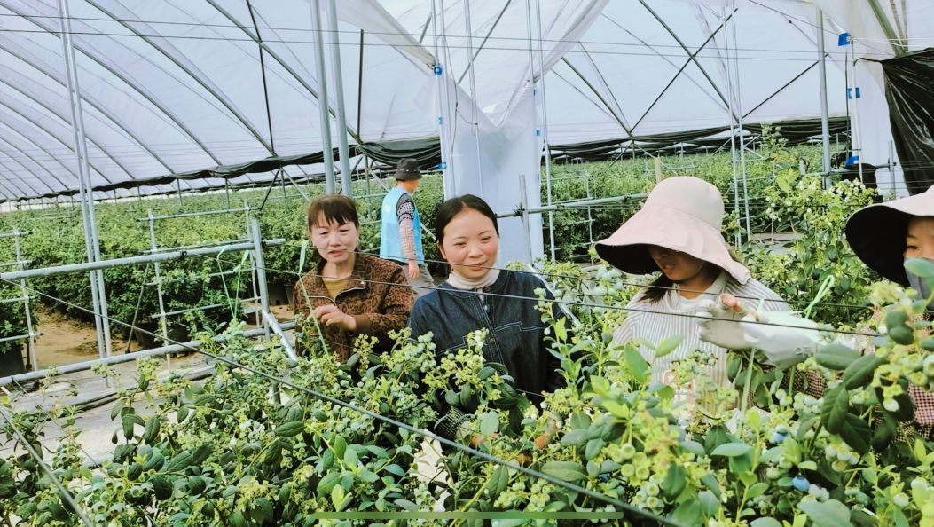 三宝街道：春耕复产热潮涌 蓝莓蔬菜奏响“致富曲”