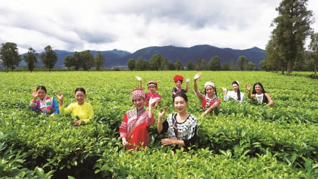 遇见临沧的“纯”　扬帆追梦　大有可期