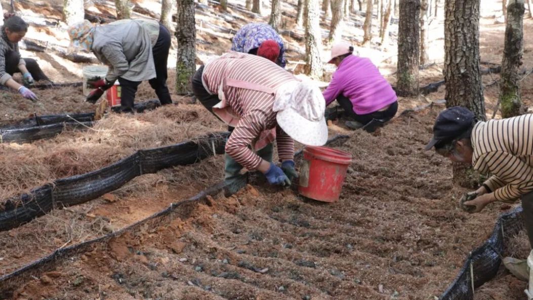 春耕生产 | 鲁甸水磨镇：千亩独蒜兰“入住”松林 生态产业拓宽乡村振兴路