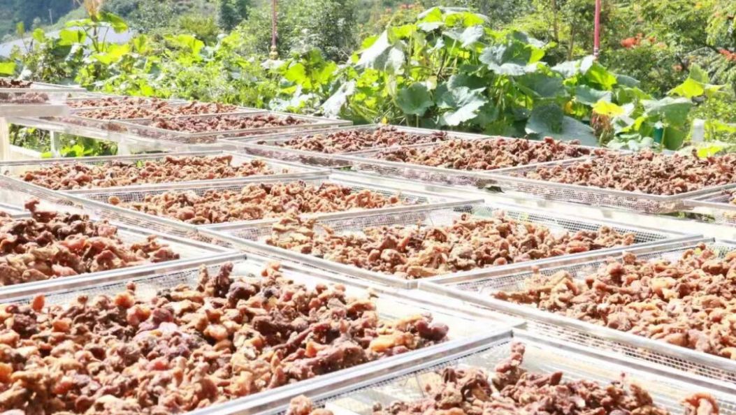 云上忙糯筑梦人：从返乡创业到林下生“金”