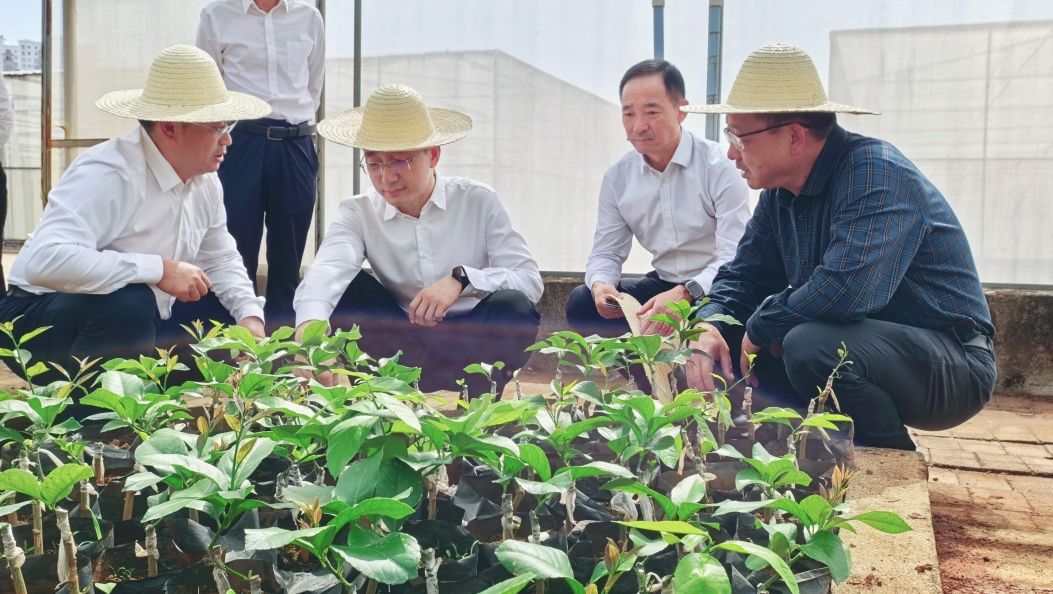 王云霏在瑞丽市调研农业工作时强调：立足资源禀赋 强化科技赋能 不断做强做优做大特色农业、热区经济
