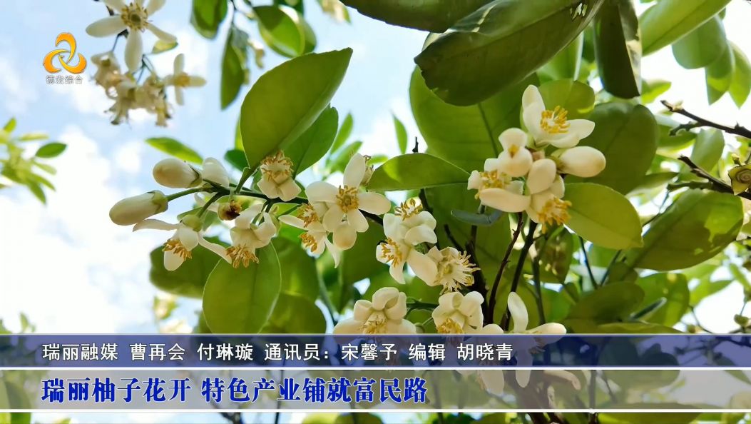 傣语：瑞丽柚子花开 特色产业铺就富民路