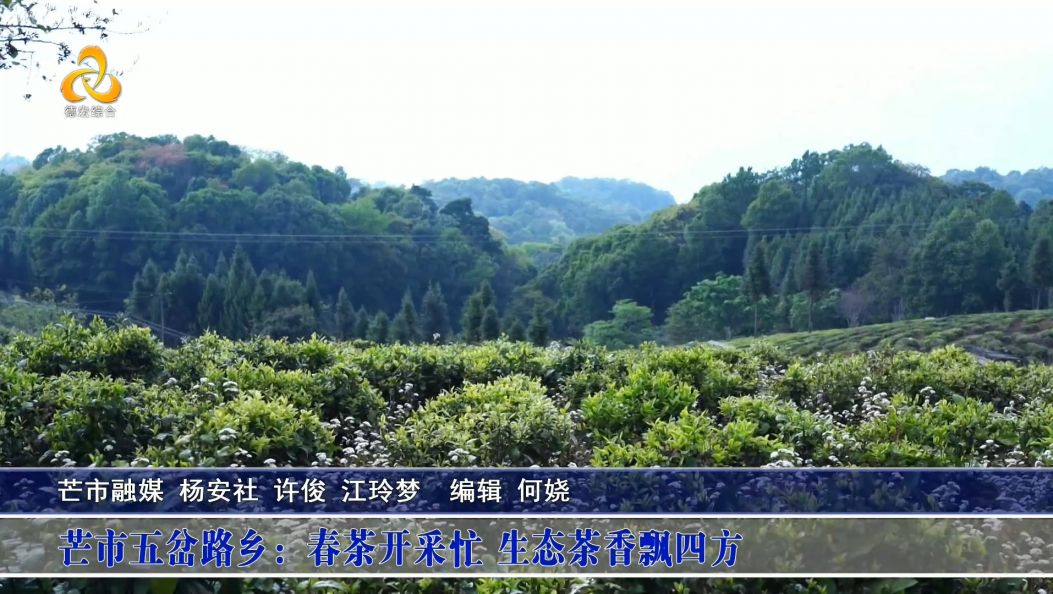 傣语：芒市五岔路乡：春茶开采忙 生态茶香飘四方