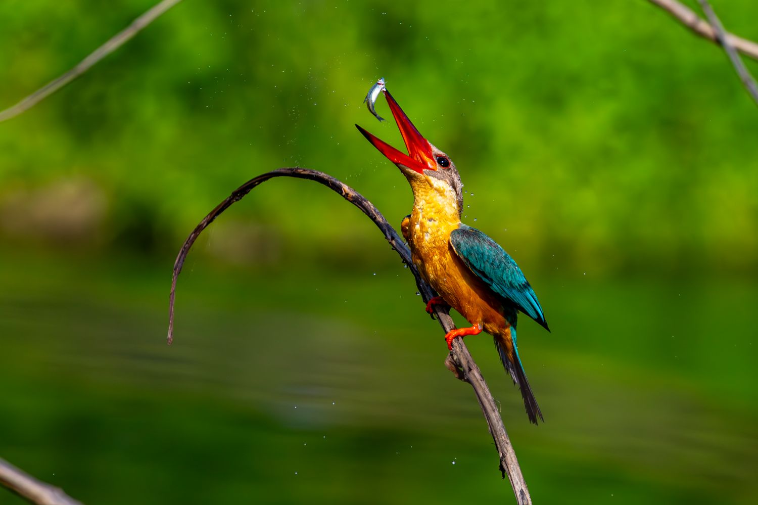 护鸟牌怎么写中国首次中缅边境农民生态安全摄影展：从猎人到摄影师的生态觉醒_https://www.jmylbn.com_新闻资讯_第7张