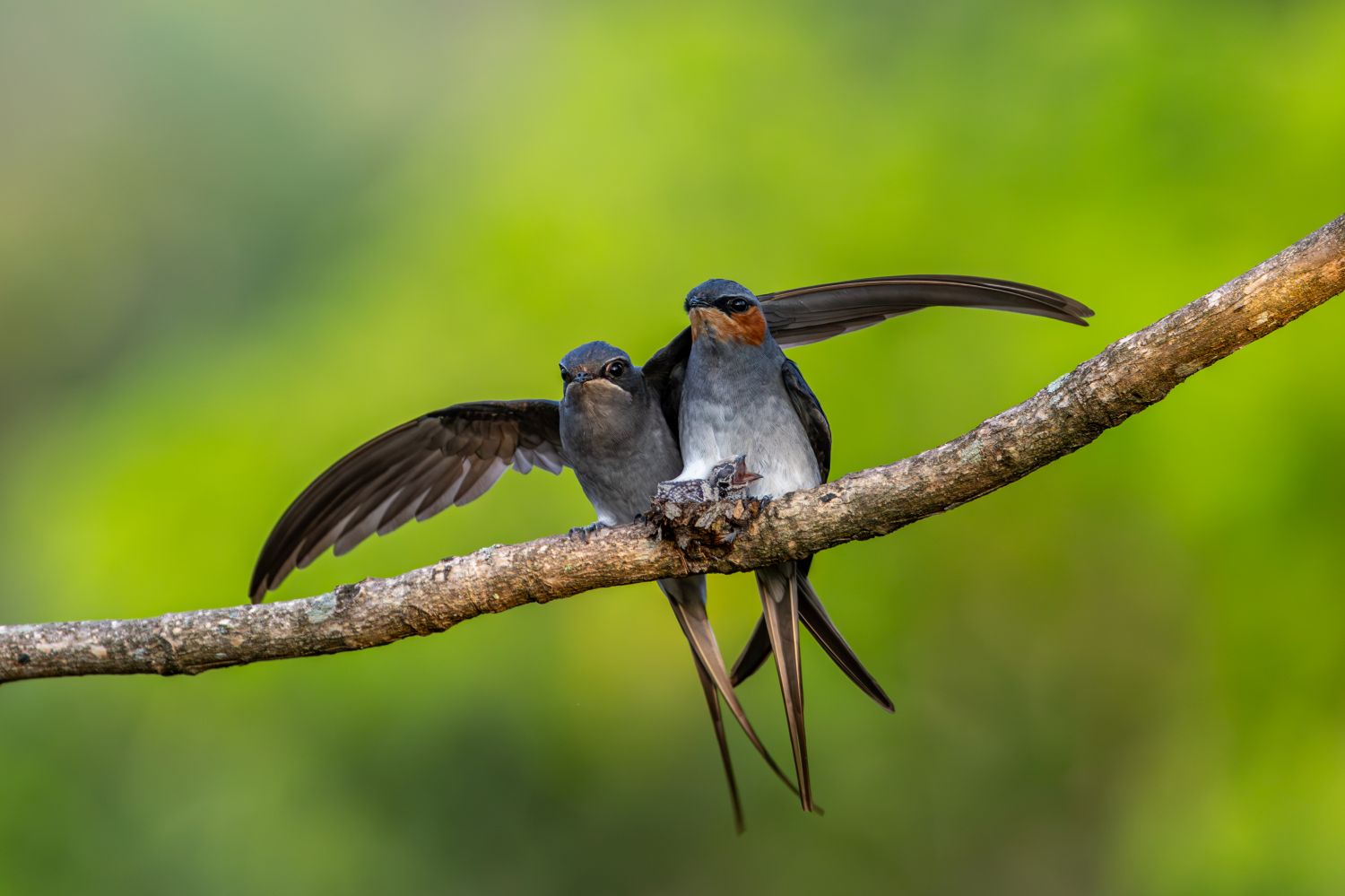 护鸟牌怎么写中国首次中缅边境农民生态安全摄影展：从猎人到摄影师的生态觉醒_https://www.jmylbn.com_新闻资讯_第11张