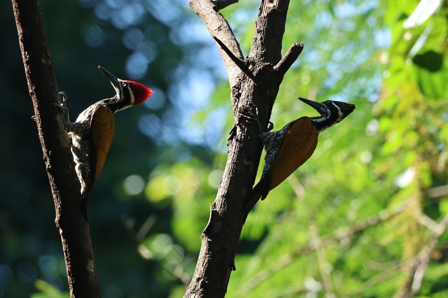 护鸟牌怎么写中国首次中缅边境农民生态安全摄影展：从猎人到摄影师的生态觉醒_https://www.jmylbn.com_新闻资讯_第4张