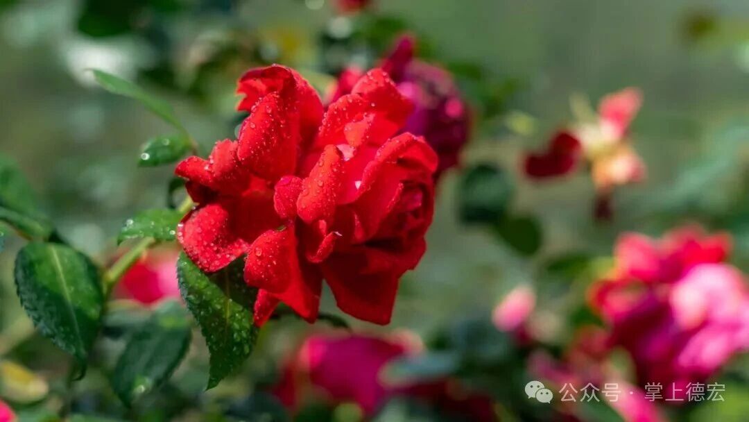 微信图片_2026-04-24_161132_620.jpg
