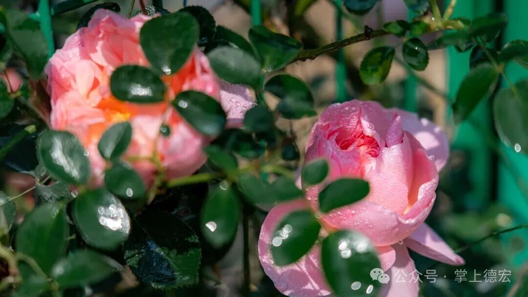 微信图片_2026-04-24_161146_700.jpg
