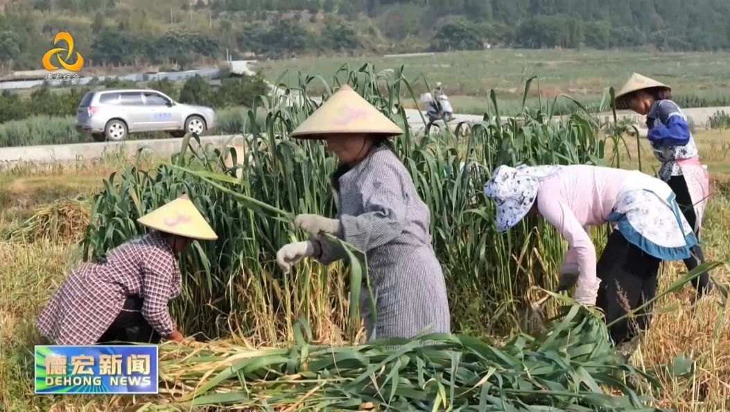 景-德宏新闻26-0506