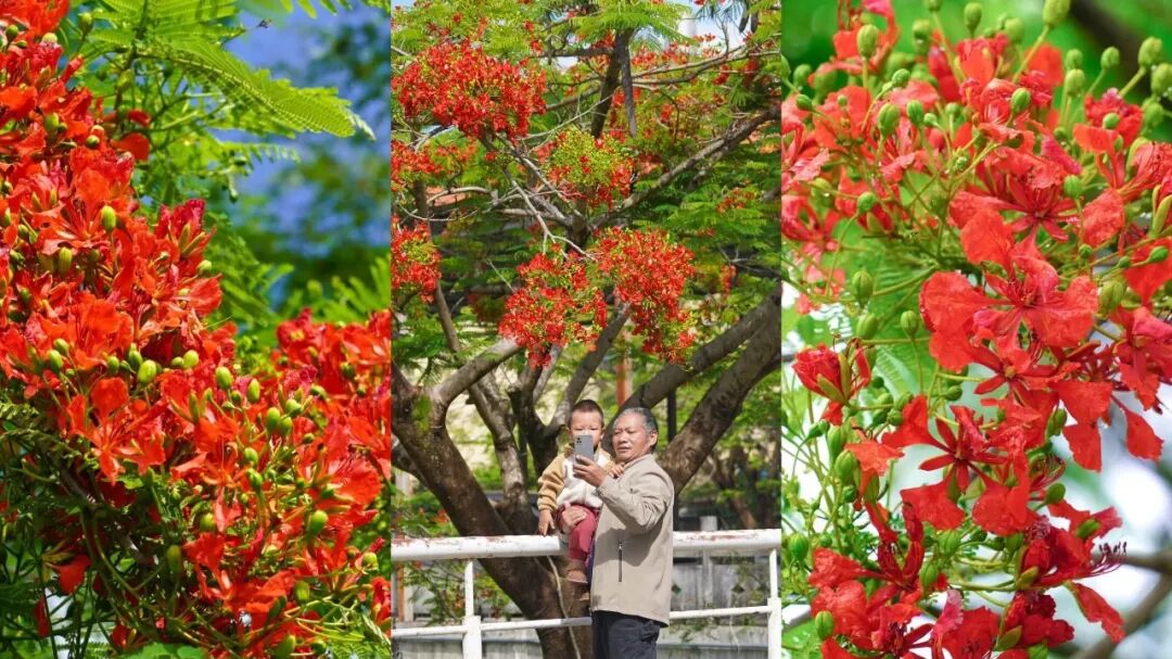 芒市凤凰花“上线”！高清大图来了