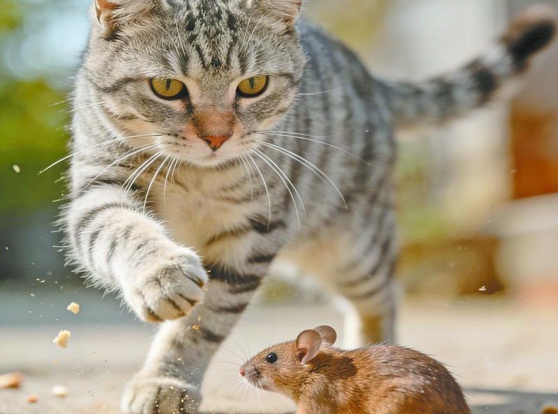 Lanyau Hte Ayu 猫和老鼠
