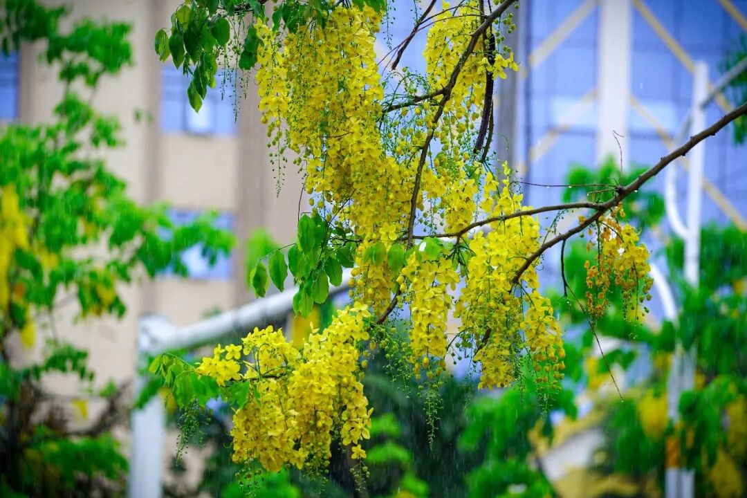 一年等一次！芒市街头的金色浪漫，正盛放