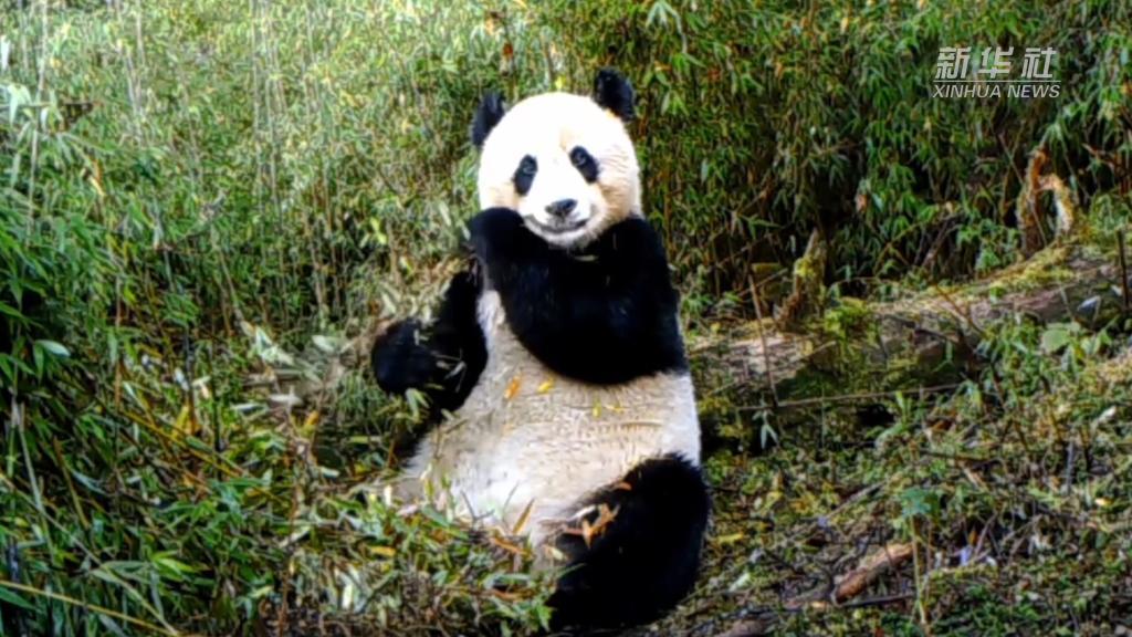 美丽中国行·探访大熊猫国家公园丨走进大熊猫国家公园甘肃片区