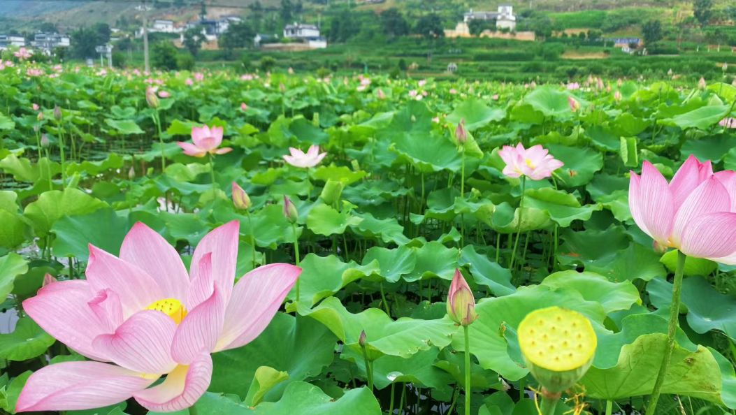 荷塘月色入宴来！保山隆阳蒲缥“荷花全席”点燃夏日乡村游