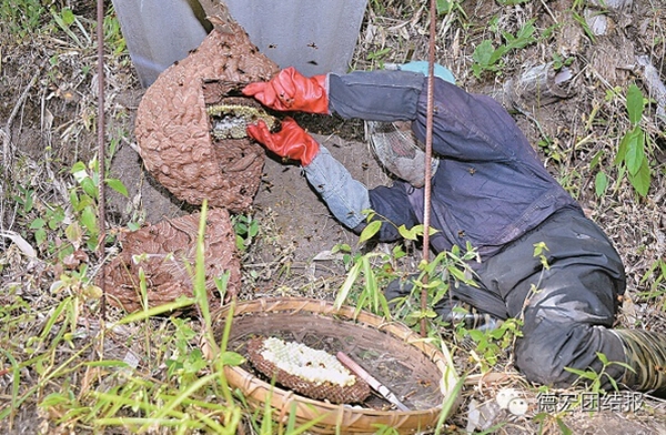 德宏：把胡蜂养殖发展成为亮点产业