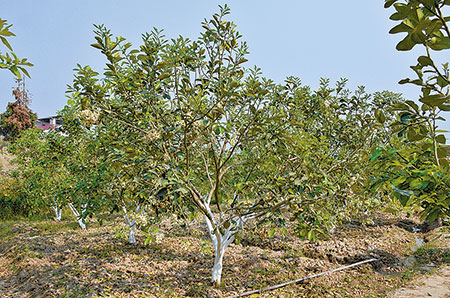 扶贫党建双推进 成果喜人暖民心