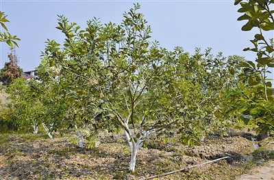 户育乡:扶贫党建双推进 成果喜人暖民心