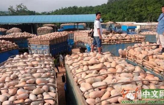 缅甸木姐105码贸易区贸易额明显增长