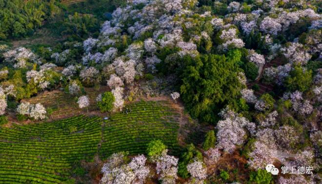 「拾影」一波高清大图来袭，德宏百亩白花的“高光时刻”！