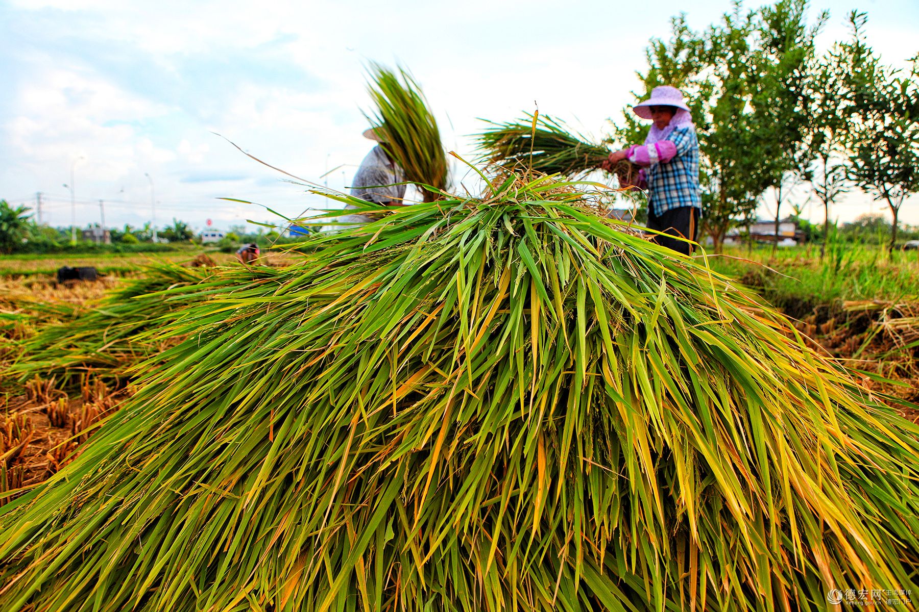 德宏秋粮进入收购旺季，预计总产量37.1万吨