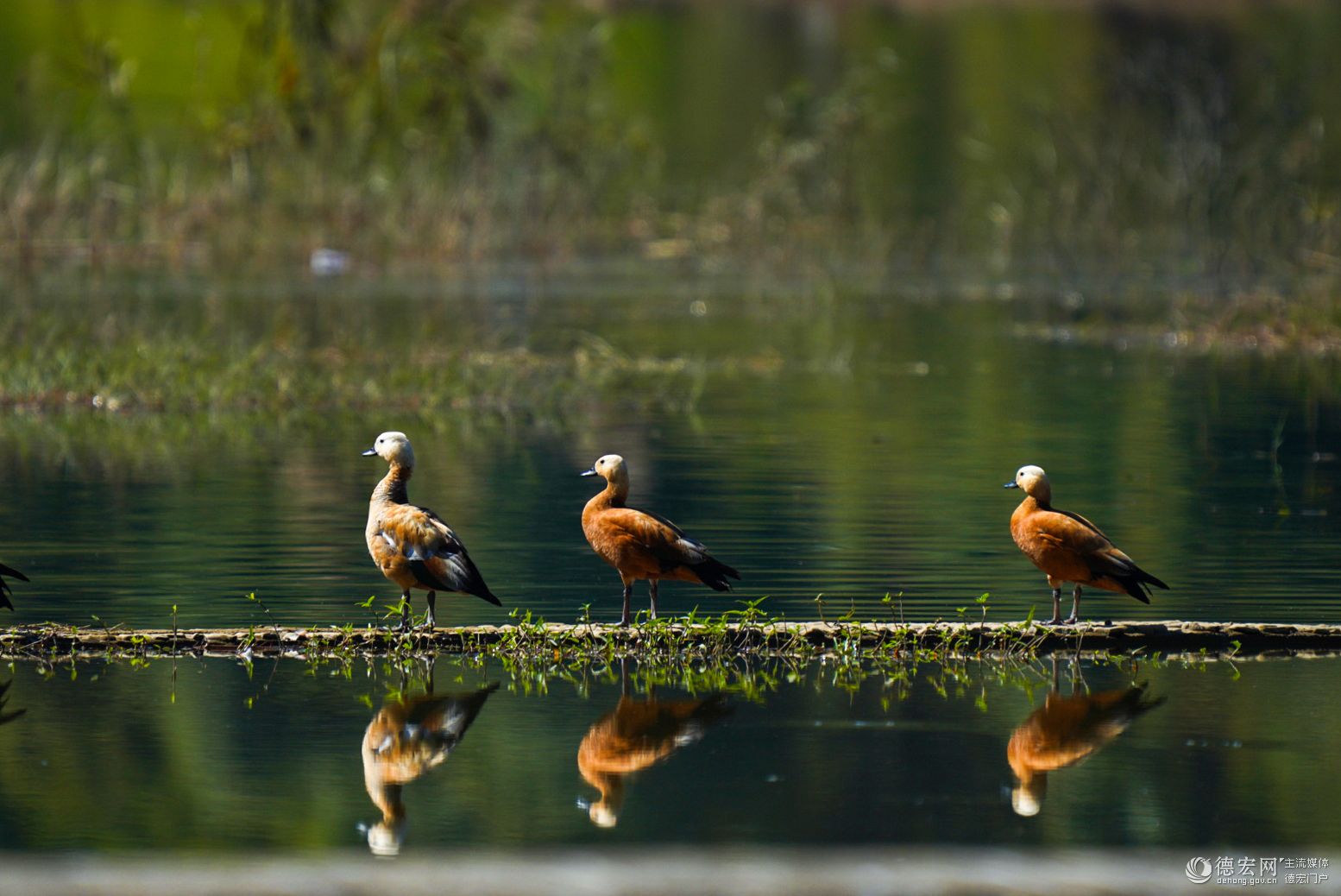 芒市孔雀湖来了一群“大黄鸭”