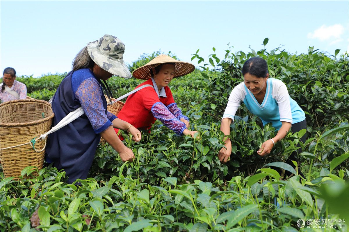 回龙茶：绿了山野 富了村庄