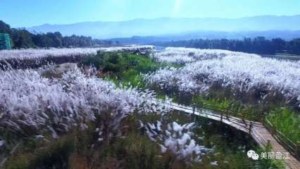 盈江这片千亩芦苇荡已美得不像话，快来！