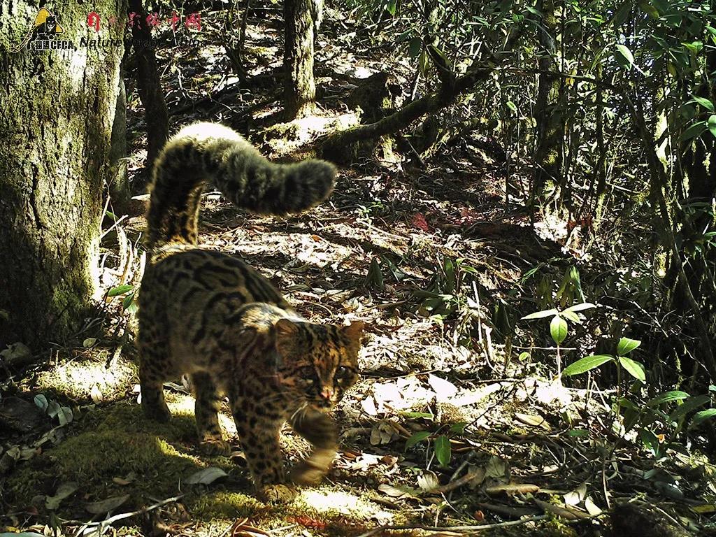 中国第一次野外非红外相机拍到云猫 就在德宏！