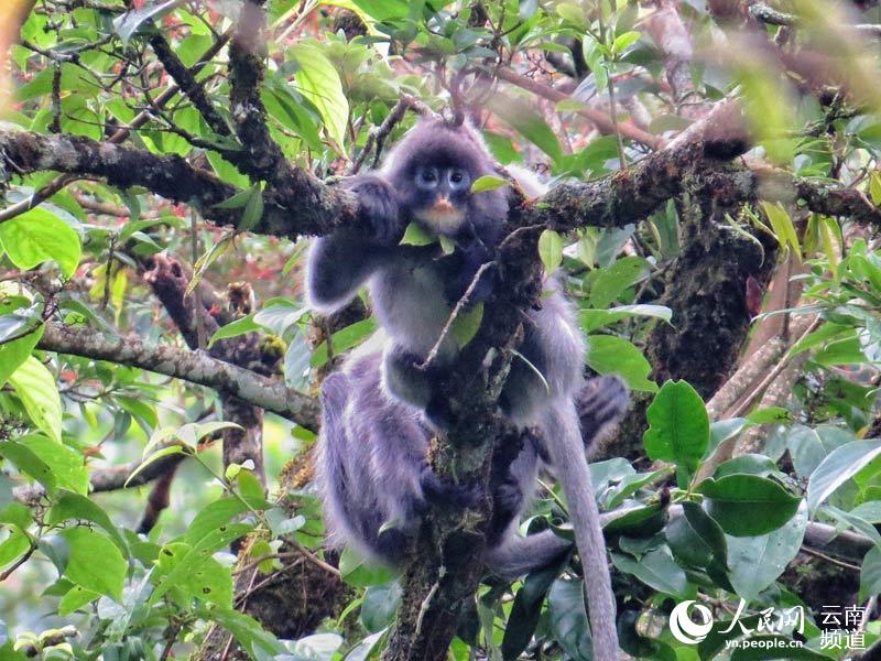 滇西密林深处邂逅“大眼萌猴”——菲氏叶猴