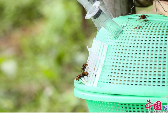 胡蜂养殖成致富经 防虫增收可双赢