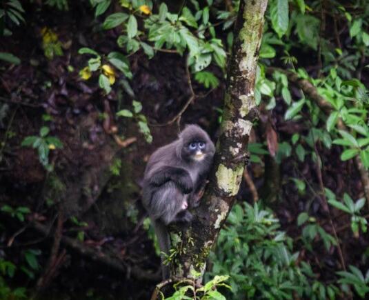 走近“中国亚马逊”密林深处的精灵——菲氏叶猴