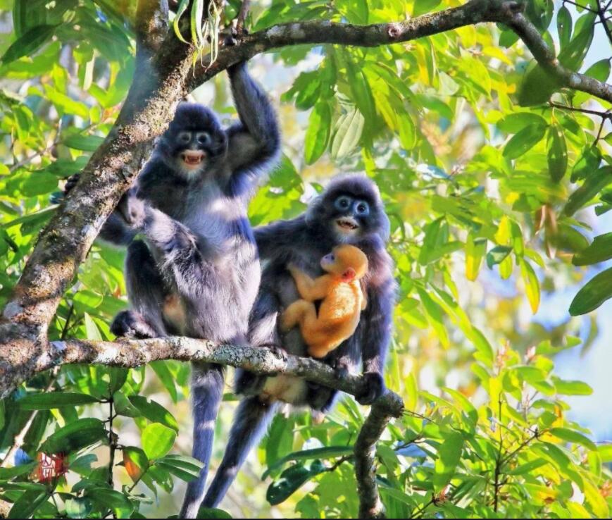 走进“中国亚马逊”，探寻神秘菲氏叶猴