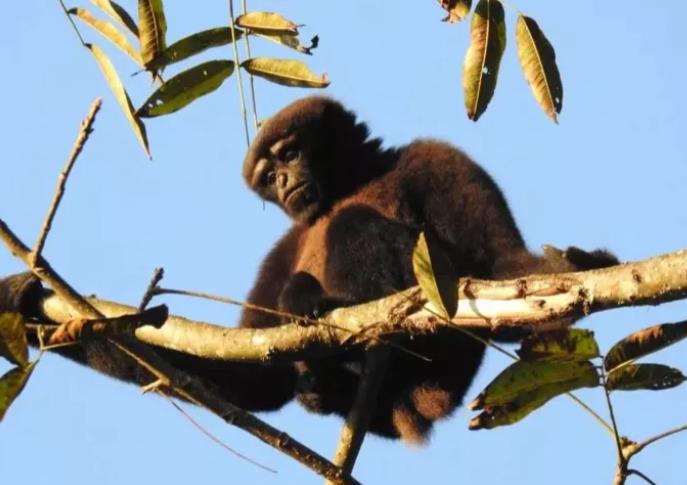 聚焦COP15 | 云山保护与德宏的“猿”分天空