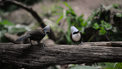 聚焦COP15｜生态文明实践在云南 “打鸟人”变“护鸟人”