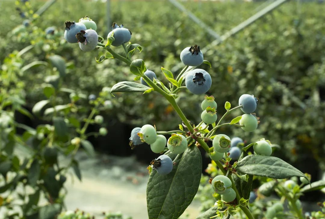 千亩蓝莓，种出德宏乡村振兴的“蓝色”希望