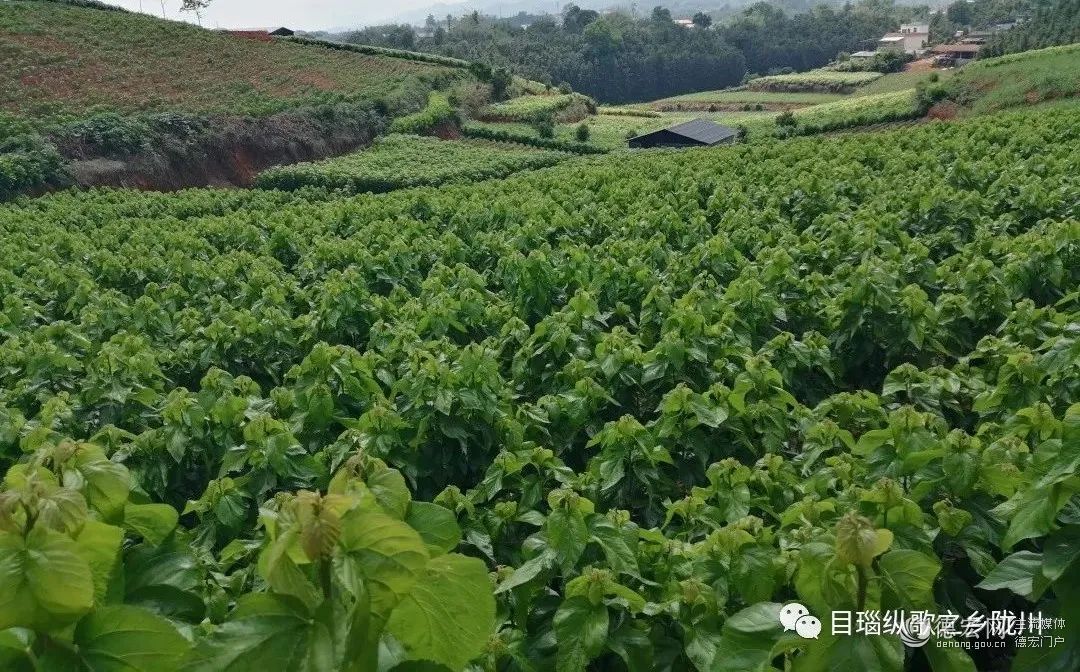 陇川：种桑养蚕走出致富路