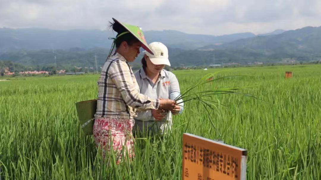 【云南出席党的二十大代表风采】 线小晃：初心不改 耕耘在德宏“希望的田野”上
