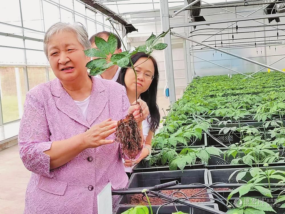 【云南出席党的二十大代表风采】朱兆云：民族药领域的耕耘者