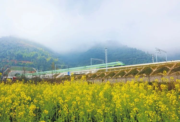 【中老铁路一周年】一棵卷心菜的跨境之旅