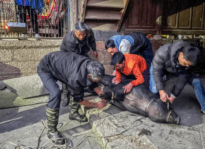 【我在德宏·温暖过年】德宏人的仪式感，从年猪开始！