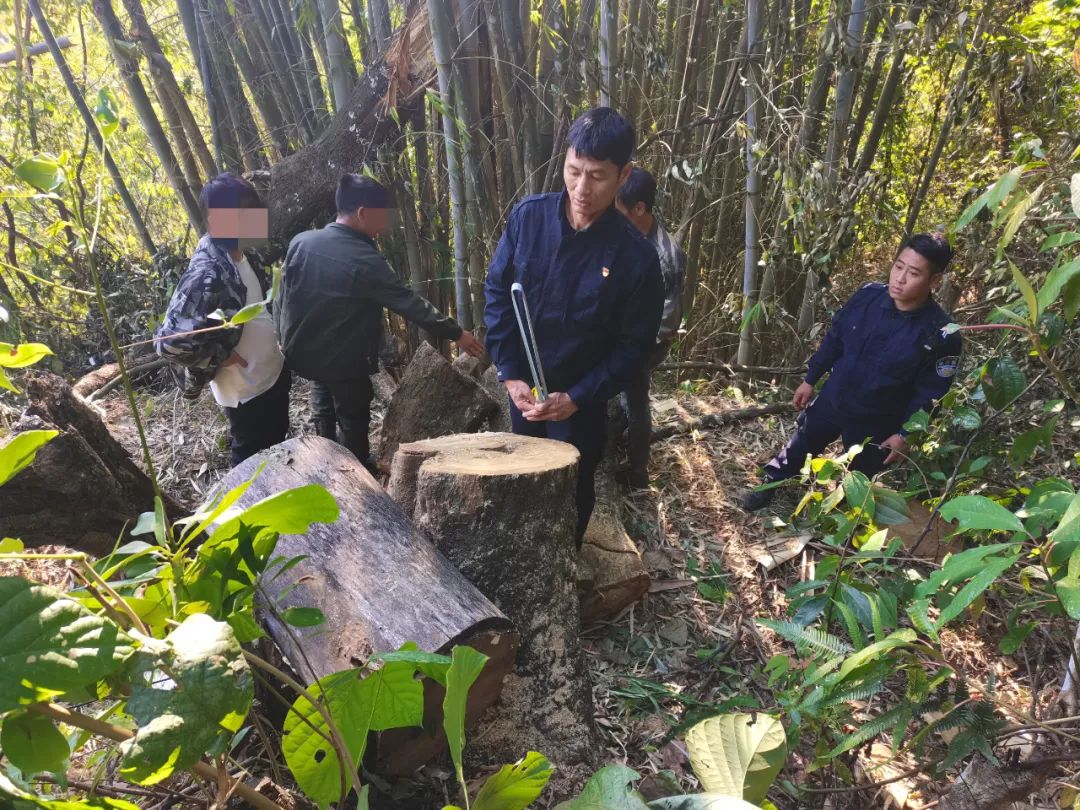 为采野生酸蜂蜜砍伐树木，芒市两男子被处理
