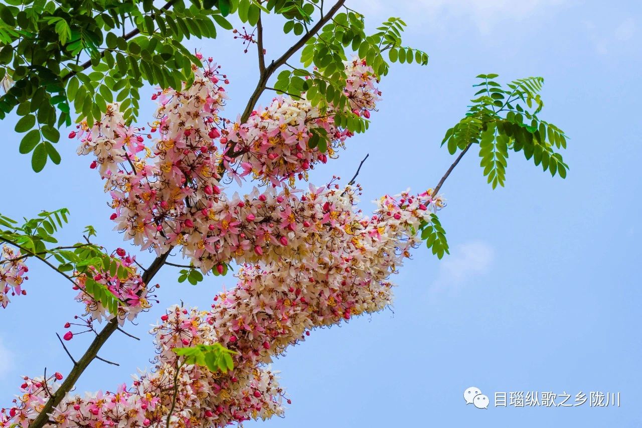 走，去勐约看淡粉色的“斑色花”
